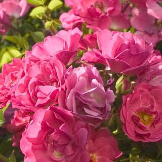 Tesselaar Flower Carpet Rosa 'Pink'