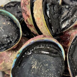 Fresh NZ Paua per kg