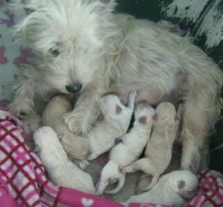 Westie Poo Puppies Born 1st May, 24.