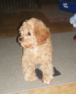 3 MONTH OLD FEMALE PUPPY REDUCES TO $1,000. 00 ONLY 1 PUPPY FOR SALE.DON'T MISS OUT.