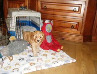 Cavoodle Girl $2000.00