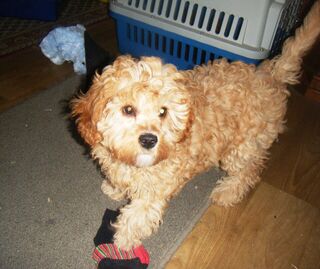 Gorgeous girl puppy .$1,000.00.PHOTO TAKEN 21st.JULY
