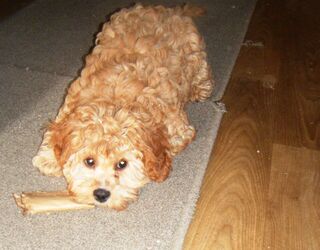 LOVEABLE CAVOODLE FEMALE 13WKS PHONE PAM.  Reduced in price.$1,000.00