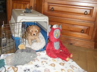 Puppy Travel Cage. $40.00. Puppy $2,000.00.Ready 31st.May.25.
