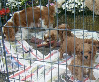 Cavoodle Puppies Ready by Aug.,24. Will Keep Updated.