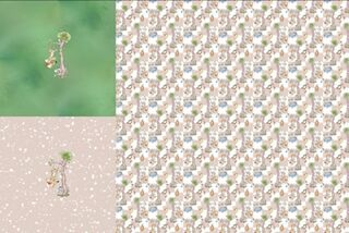 Fawn check sketched bear Rapport