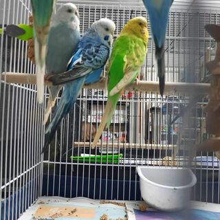 Budgies