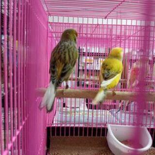 * Canary