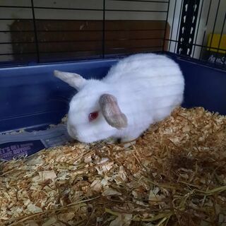 Mini Lop Rabbits