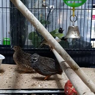 Chinese Quail Pairs