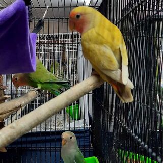 Love Birds
