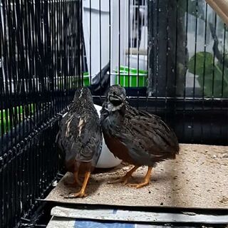 Chinese Quails Male