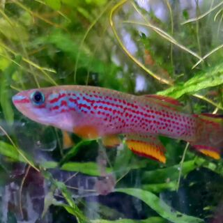 Killie Striatum Pair