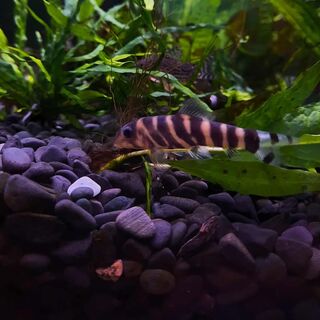 Bengal Loach