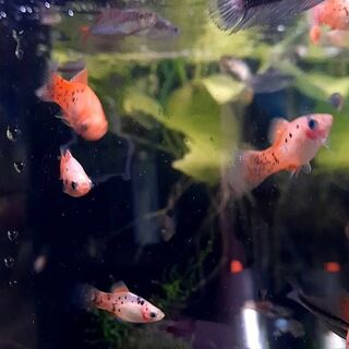 Assorted Platy