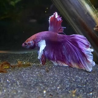 Betta 2