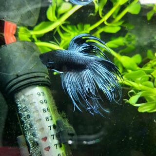 Betta 2