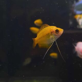 Gold Honey Gourami