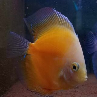 Yellow Mellon Discus