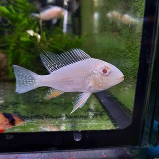 Albino Threadfin Acara