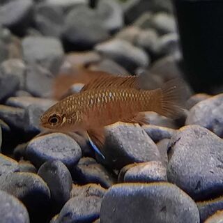 Scarlet Badis