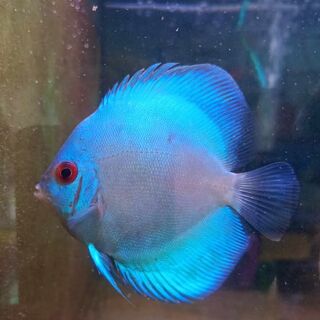 Blue Diamond Discus