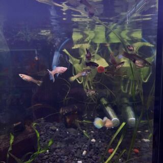 Female Guppy