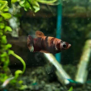Betta Female Koi