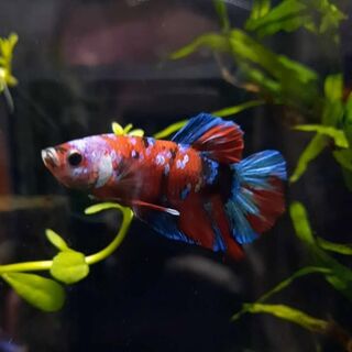 Betta 1
