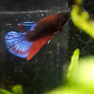 Betta 1