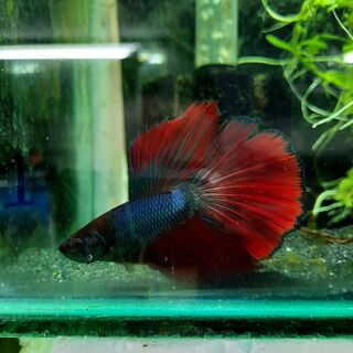 Betta 1