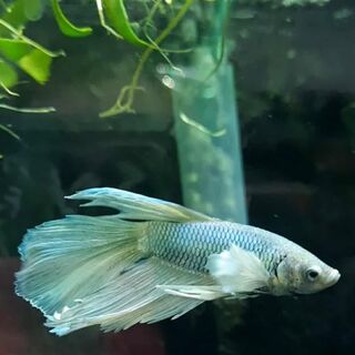 Betta 1