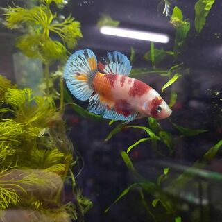 Betta 1