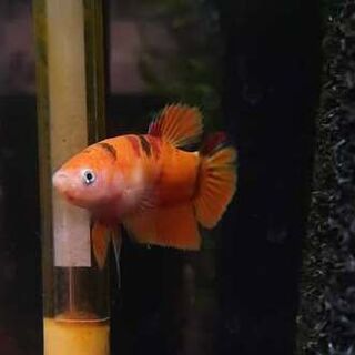 Betta 3