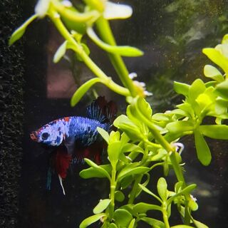 Betta 3