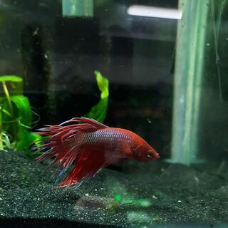 Betta 4