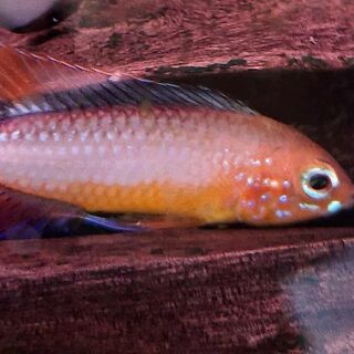 Apistogramma Agasszi Gold Fire Pair