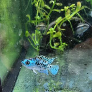 Electric blue jack Dempsey