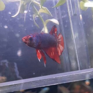 Betta 7