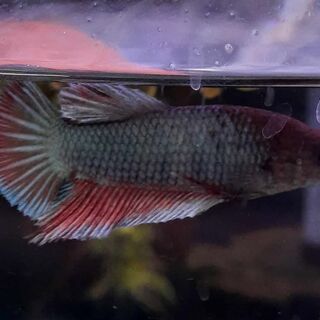 Betta 6