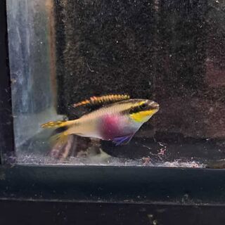 Kribensis