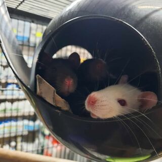 Baby Rats
