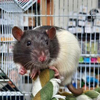 Baby Rats