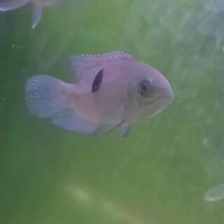Chocolate Cichlid