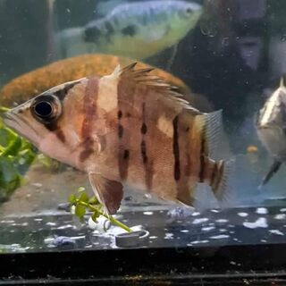 Borneo Tiger
