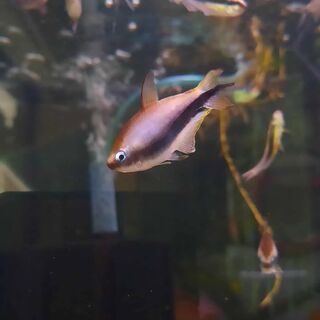 Blue Emperor Tetra