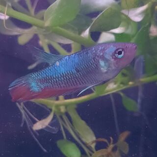 Betta 8