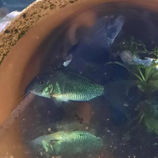 Emerald Green Cory