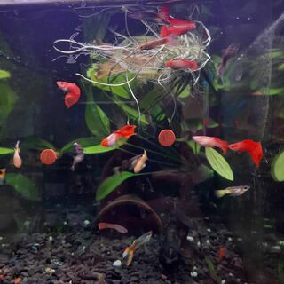 Male Guppy