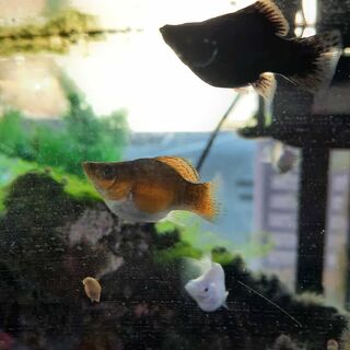 Balloon Molly